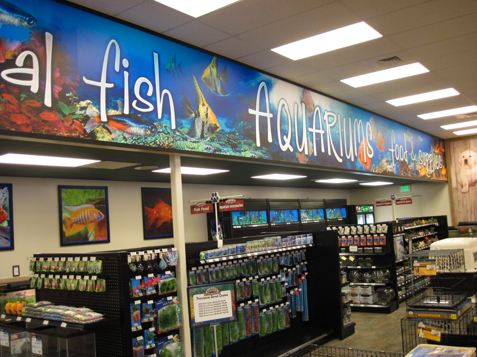 Kahoots Photo - Fish and Aquariums Decor